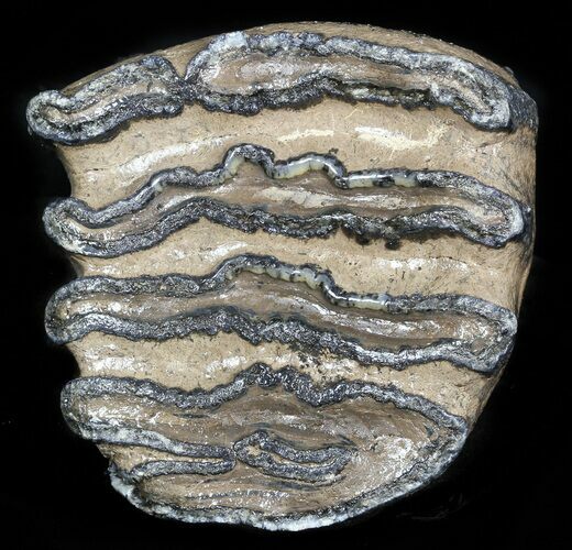 Partial Southern Mammoth Molar - Hungary #45557